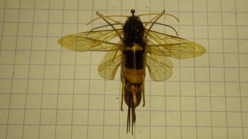 Réf. 274 894 : Urocerus gigas